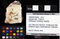 Foto (Objket + Etiketten) von Isopoda indet. 